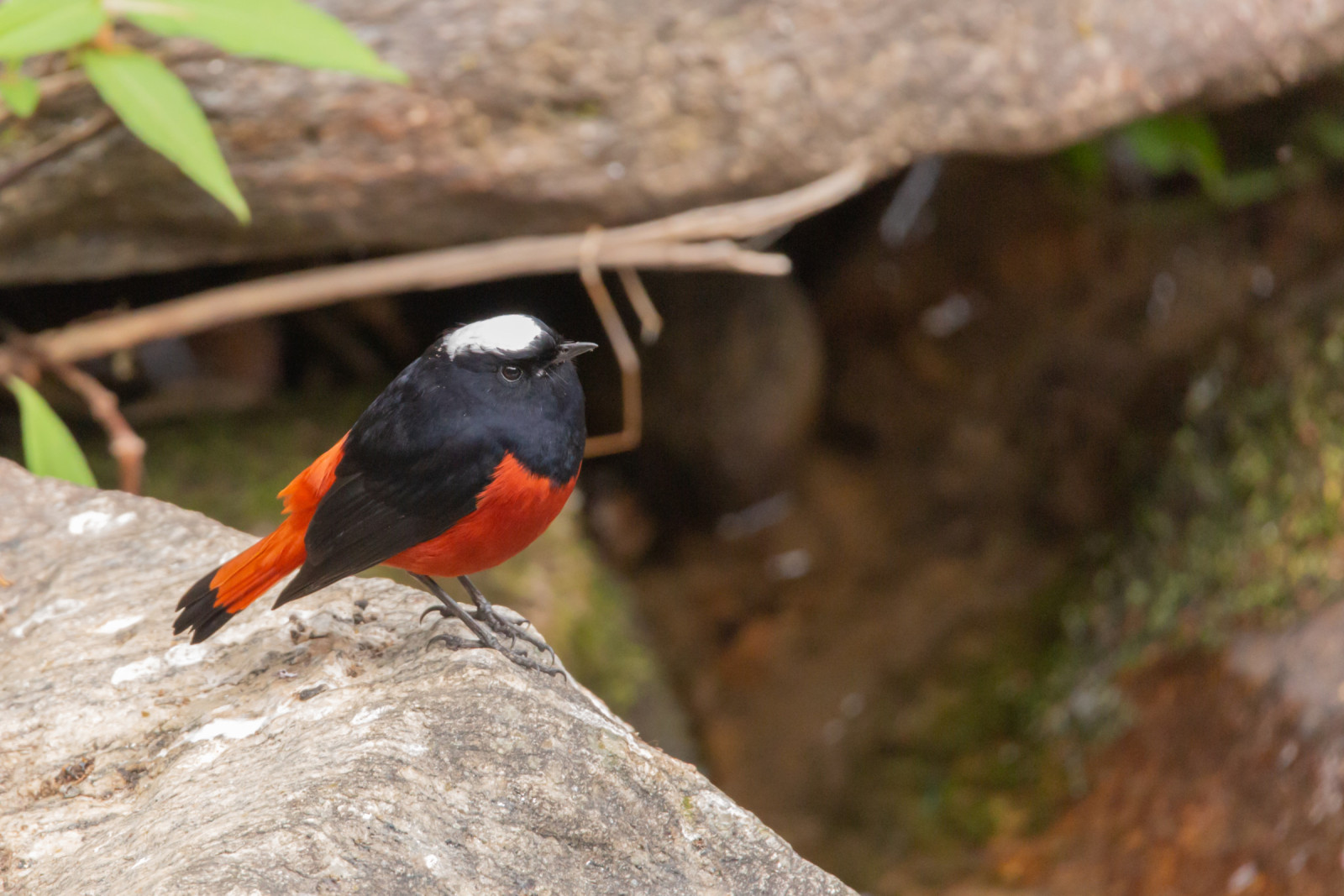 image White-capped Redstart